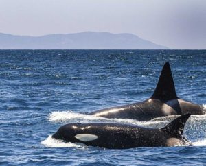 Whale-Watching - Tarifa